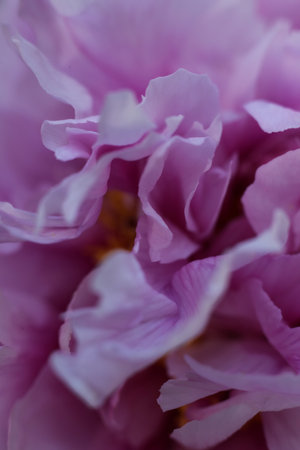 Close up of a peony flower in the garden. Macro.の写真素材