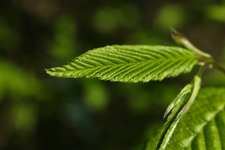 green leaf on a branch in the forest close-up. macroの写真素材
