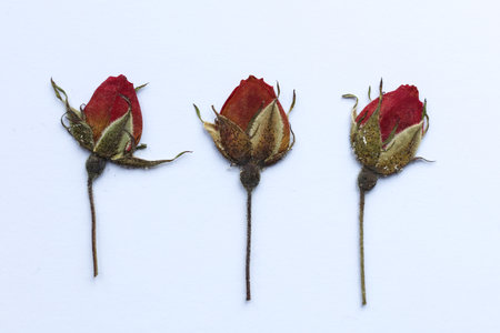 dried pressed red rose on a white background with space for text.