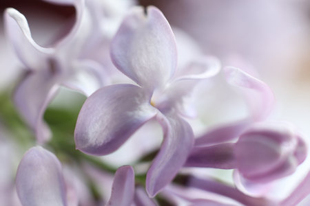 Lilac flowers on white background. Soft focus, shallow depth of fieldの写真素材