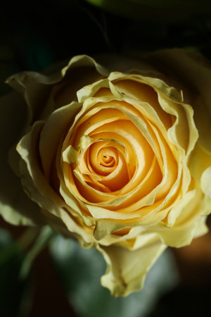 Beautiful yellow rose close-up, soft focus, shallow depth of fieldの写真素材