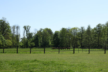 Horses in a meadow with trees in the background and blue skyの写真素材