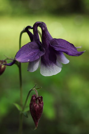 Aquilegia vulgaris - Latin name - Aquilegia vulgarisの写真素材