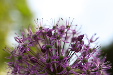 Purple Allium flower close-up on a blurred background.の写真素材