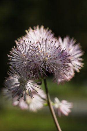 Close up of Thalictrum aquilegiifolium ,Greater meadow-rue flowersの写真素材