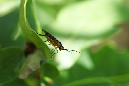 insect on green leaf in the wild, closeup of photoの写真素材