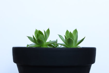 Miniature succulent plants in a pot on a white background.の写真素材
