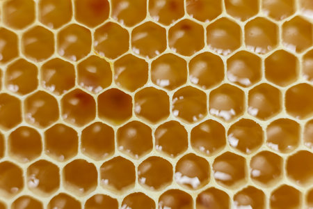 Honeycomb close-up as a background. Macro shot of bee honeycombs.の写真素材