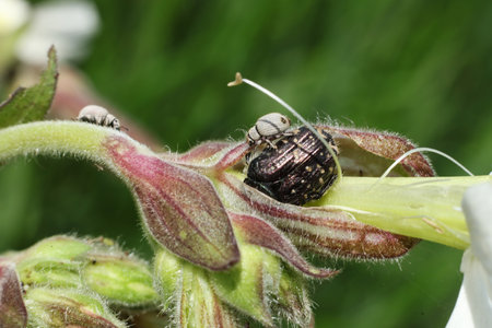 beetle on a flower in the wild, closeup of photo
