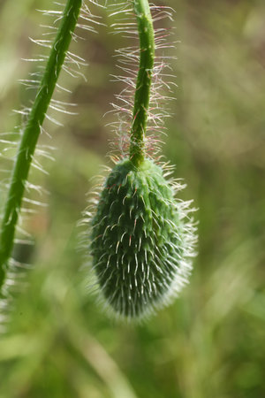 Poppy seed head on a background of green grass close-upの写真素材