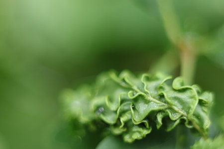 Close up of green leaf with blurred background. Shallow depth of field.の写真素材