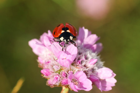 ladybug on a flower in nature, macro photo with shallow depth of fieldの写真素材