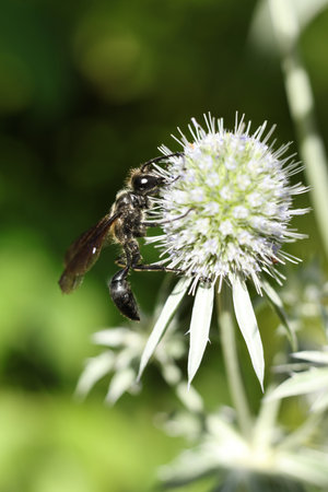Isodontia on the flower of a Eryngium vulgare