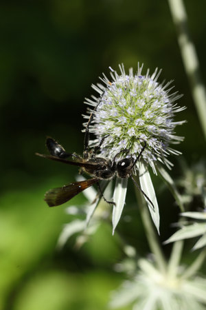 Isodontia on the flower of a Eryngium vulgare