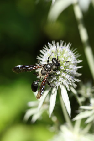 Isodontia on the flower of a Eryngium vulgare