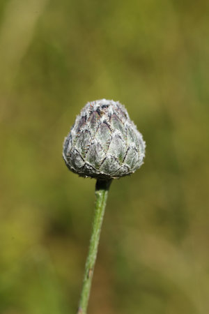 a close up of Centaurea montana, the perennial cornflower, mountain cornflower, bachelor's button, montane knapweed or mountain bluet flowerの写真素材