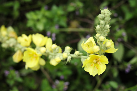 Verbascum is a genus of flowering plants in the mullein family.