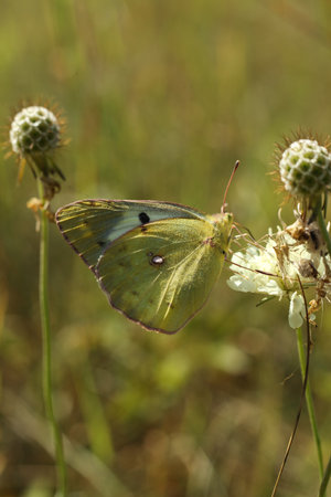 beautiful Colias erate, commonly known as the eastern pale clouded yellow butterfly on a flowerの写真素材