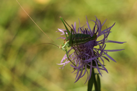 Grasshopper on a purple Centaurea flower.の写真素材