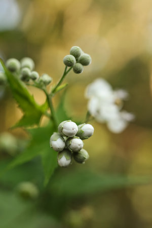 Flowers of a hawthorn (Euonymus europaeus)の写真素材