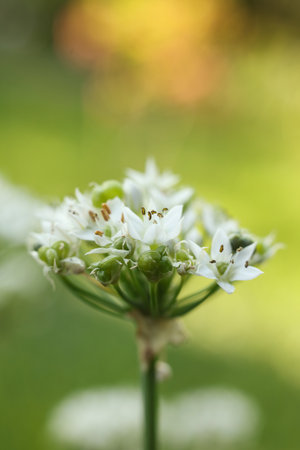Close-up of garlic (Allium) flowers