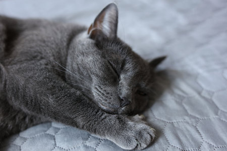 Beautiful gray cat sleeping on sofa at home, closeup viewの写真素材