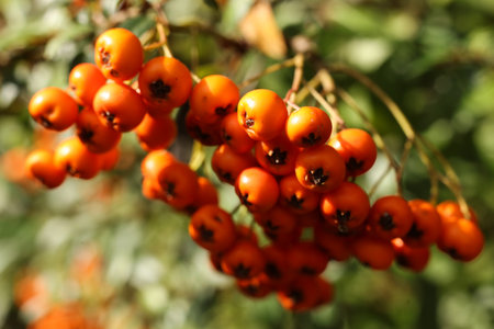 Orange pyracantha firethorn berries on a branch in autumn. Selective focusの写真素材