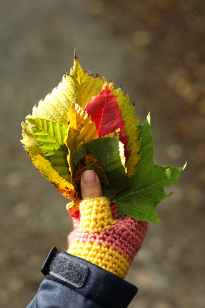 Hands of a child in a knitted gloves holding autumn leavesの写真素材