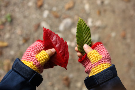 Hands of a child in a knitted gloves holding autumn leavesの写真素材