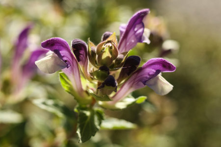 Close up of a purple flowerの写真素材