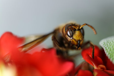 Close up of a hornet on a red flower in the garden.