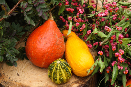 pumpkins and gourds on hay background, autumn harvestの写真素材