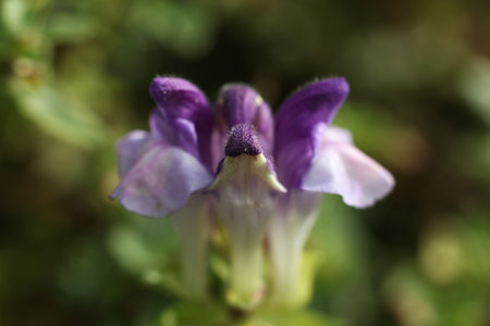 a close up of Scutellaria alpina, the alpine skullcap in the autumn garden
