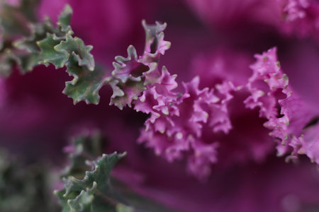 close up of ornamental cabbage, selective focus, shallow DOFの写真素材