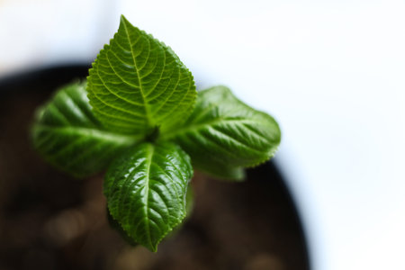Young green plant on a white background. Shallow depth of field.の写真素材