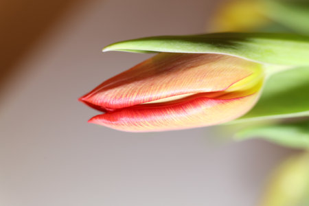 Beautiful tulip flower on white background, closeup. Space for textの写真素材
