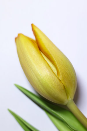 Yellow tulip on a white background. Shallow depth of field.