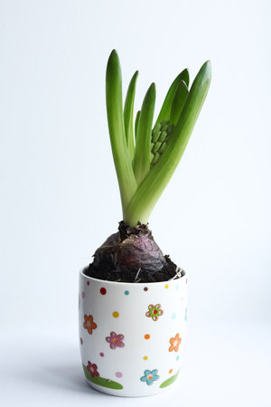 Hyacinth in a pot on a white background.