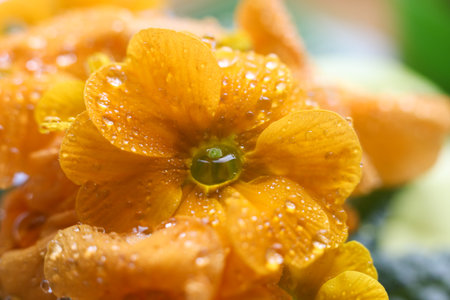 Beautiful orange yellow primula with drops of dew close-up
