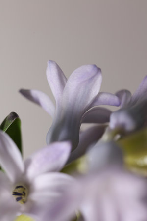 Hyacinth, Hyacinthus orientalis, close upの写真素材