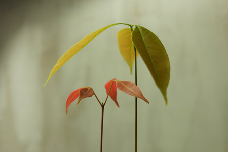 close up photo of colorful plants against light background