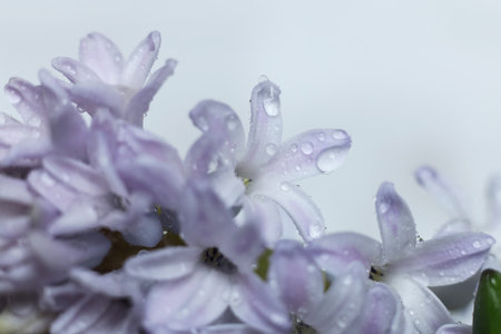 Beautiful hyacinth flowers with water drops on petals.の写真素材