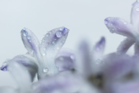 Beautiful hyacinth flowers with water drops on petals.