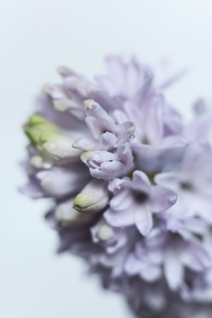 Beautiful hyacinth flowers with water drops on petals.の写真素材