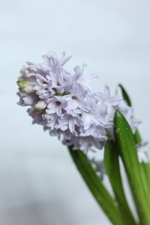 Beautiful hyacinth flowers with water drops on petals.の写真素材