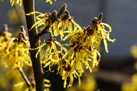 Witch hazel yellow beautiful flowers blooming early spring. close up.の写真素材