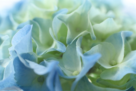 Beautiful blue hydrangea flowers, closeup of photoの写真素材