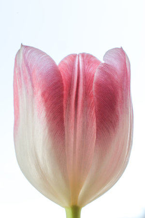 pink and white tulip on a soft background. Close-up.の写真素材