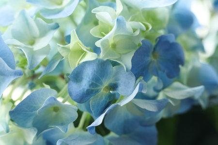 Beautiful blue hydrangea flowers, closeup of photoの写真素材