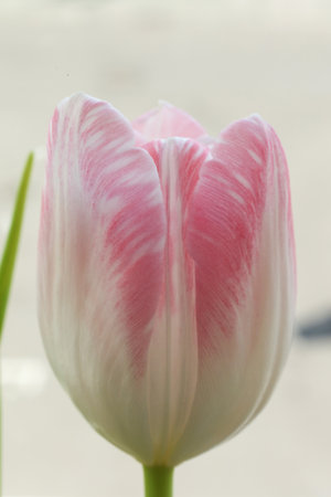 Pink and white tulip blooming in spring.の写真素材